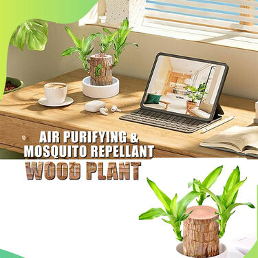 Air Purifying & Mosquito Repellant Wood Plant (IWP)