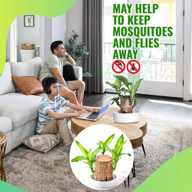 Air Purifying & Mosquito Repellant Wood Plant (IWP)