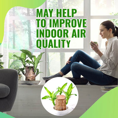 Air Purifying & Mosquito Repellant Wood Plant (IWP)