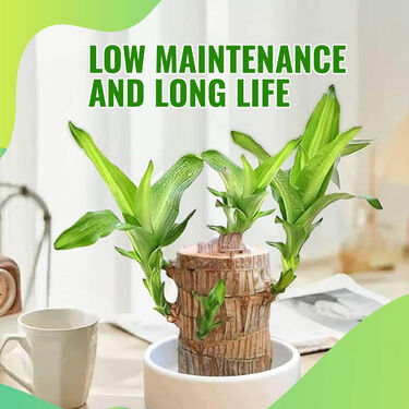 Air Purifying & Mosquito Repellant Wood Plant (IWP)