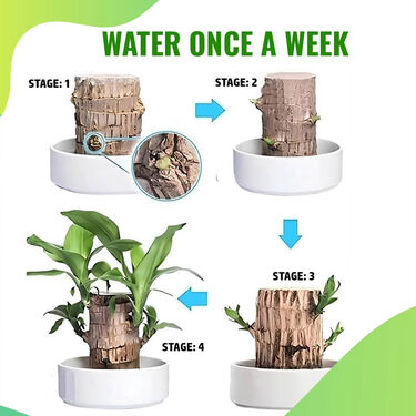 Air Purifying & Mosquito Repellant Wood Plant (IWP)