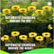 Sunflower Solar Powered light (D11)